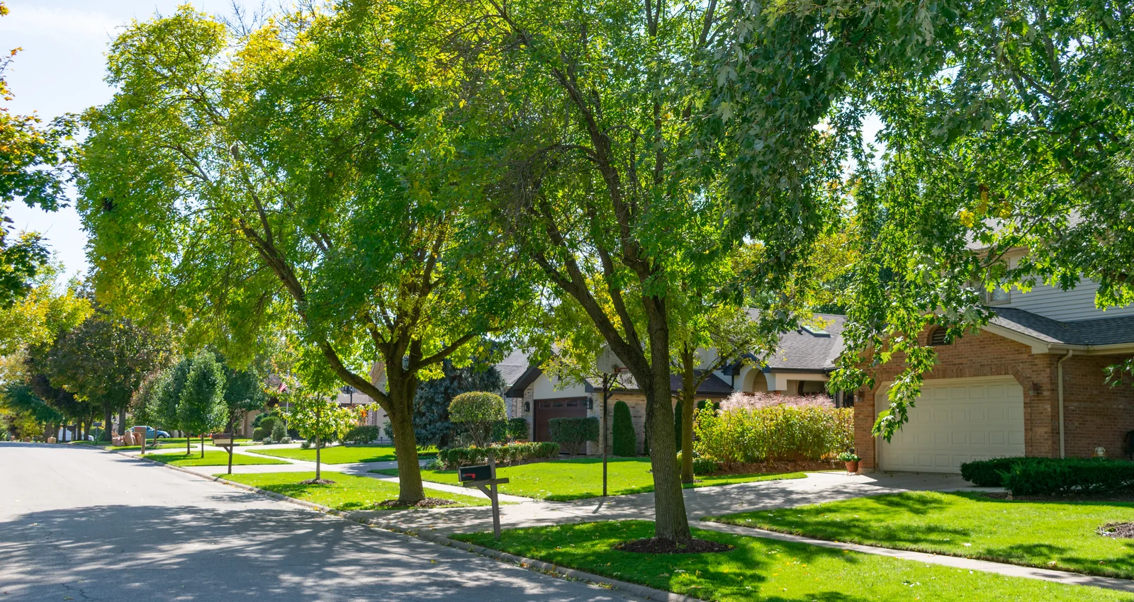 Green Branch Tree Service