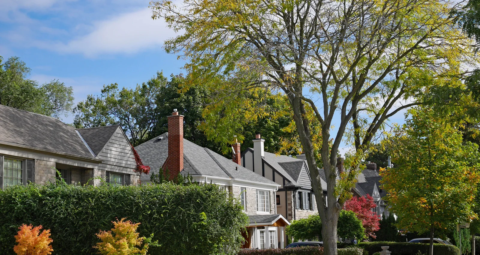 Green Branch Tree Service