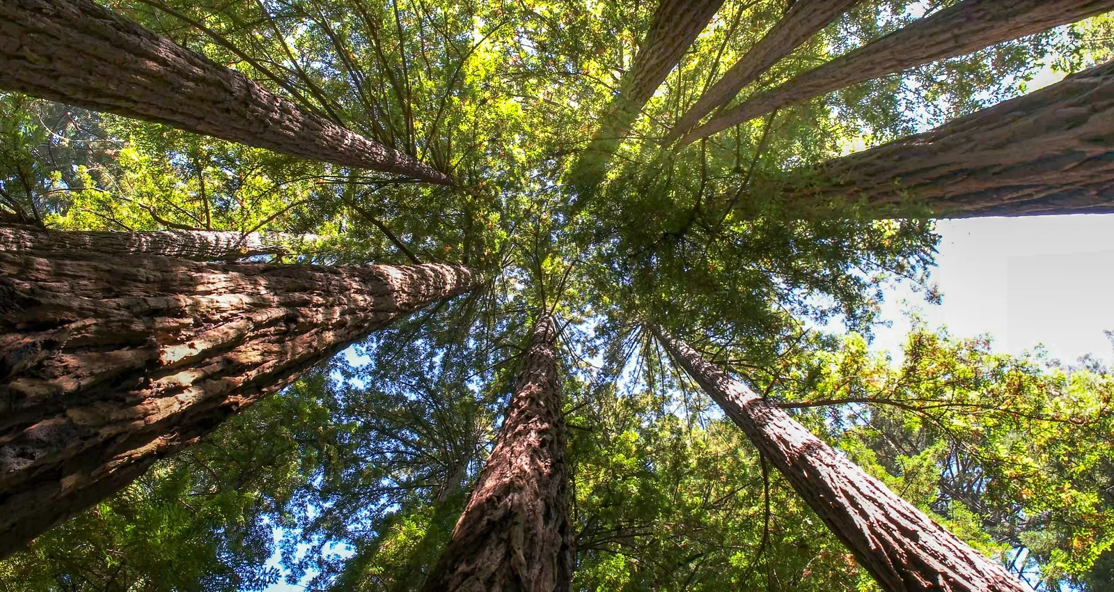 Green Branch Tree Service