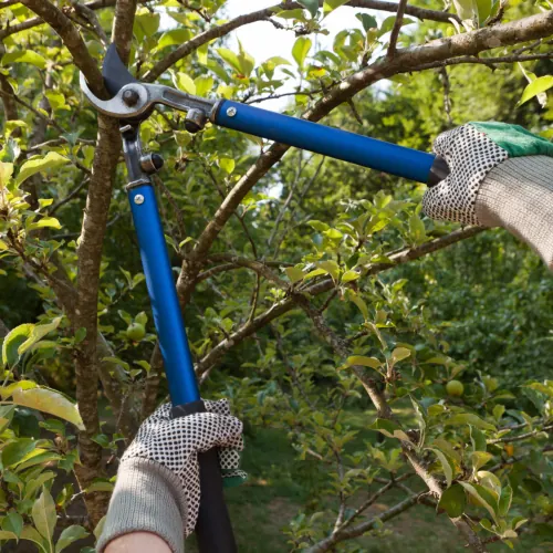 Tree Pruning